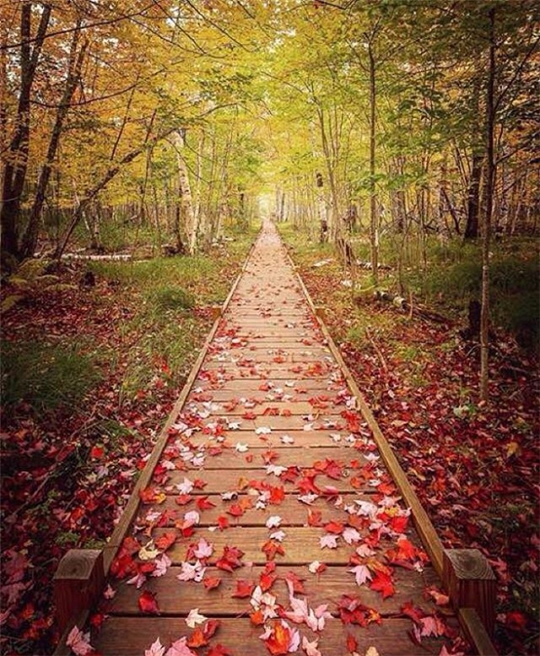 
Có con đường nào lãng mạn như con đường lát gỗ ở vườn quốc gia Acadia? (Ảnh: IG @tobyharriman)